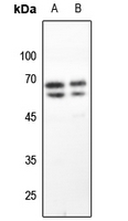 WB - Anti-GAD1/2 Antibody AP53671